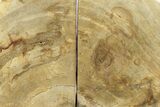 Petrified Wood (Tropical Hardwood) Bookends - Indonesia #275614-2